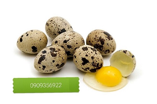 Trứng cút tươi - Cơ sở chuyên kinh Doanh và phân Phối trứng gia cầm (HS)    	